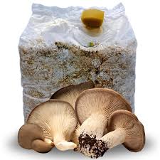 BALLETTE DI FUNGHI CARDONCELLI